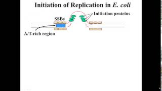 E coli Replication Initiation [upl. by Iahk]