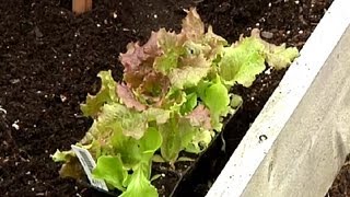 How to Prepare Raised Garden Beds  Gardening Tips [upl. by Meehyrb]