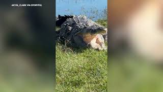 Croczilla sunbathes by water in Everglades [upl. by Irec]