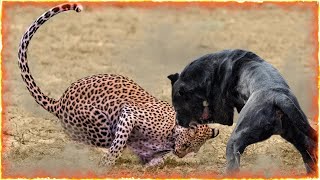 Cane vs Leopard Who Will Come Out on Top [upl. by Meesak222]