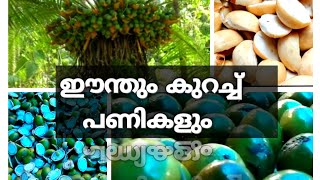 How to make eenth recipe  ഈന്ത് വിഭവം  malayalm  benzys vlog [upl. by Ynottirb]