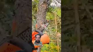 Professional Tree Pruning trees skillsasmrvideo [upl. by Almeda354]