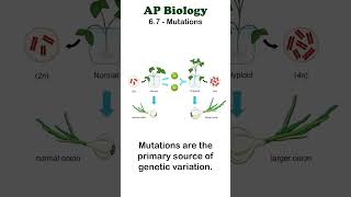 AP Bio  67 Polyploidy in Plants apbiology moleculargenetics unit6 [upl. by Naut425]