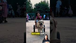 Kasih Sayang Dibalas Setia Anjing Penarik Gerobak Kayu [upl. by Naniac142]