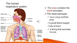 Biology Grade 9 Unit 3 part Eight The respiratory system [upl. by Ojeillib]