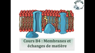 Cours B4  Membranes et échanges de matière [upl. by Behlke]