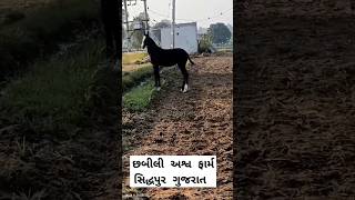 CHHABILI STUD FARM SIDHPUR 2024 quot SB HINDUSTANI 2024 quot LIVE PROGRAM 2024 horse horseriding [upl. by Attoynek622]