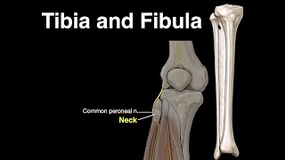 Tibia and Fibula [upl. by Tammie164]