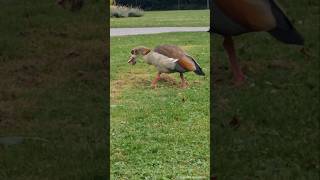 Aggro Egyptian Goose Male  Aggressiver Nilgans Ganter Friedrich Ebertpark in Ludwigshafen am Rhein [upl. by Harrison676]