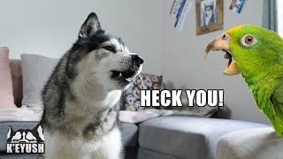 Husky Has Argument With Bird That Talks Back [upl. by Keily]