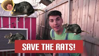 The BEST HUMANE Rat Trap EVER Save The Rats Initiative 1 [upl. by Anilyx]