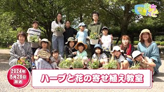 【はくさん情報まちトピ】ハーブと花の寄せ植え教室 草花の魅力に触れる（2024年5月放送） [upl. by Wycoff]