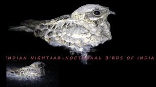 Indian nightjarNocturnal birds of India [upl. by Cinom]