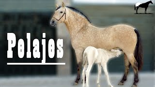 🐴 Buckskin Bayos Cabos Negros O Isabelos Pelajes Especiales 🐴 Del Cerro Soy [upl. by Repooc801]