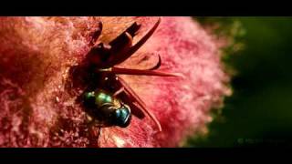 Blow flies pollinating a Stapelia hirsuta flower [upl. by Vandyke38]