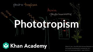 Phototropism  Plant Biology  Khan Academy [upl. by Prosper74]