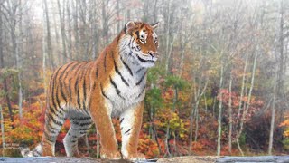 Animated Tiger 3D Model Featured on Turbo Squid [upl. by Betteanne]