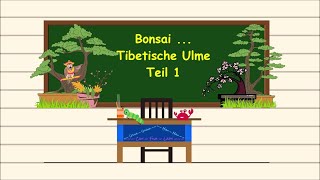 Bonsai  Tibetische Ulme [upl. by Florance]