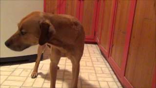 Our Dog Hines Gulping Licking and Bloated Episode [upl. by Nylaehs]