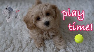 Cute Maltipoo Puppy Playing [upl. by Yrrag915]