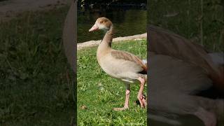 Young Egyptian goose  Junger Nilgans Herrngarten Darmstadt [upl. by Elleina]