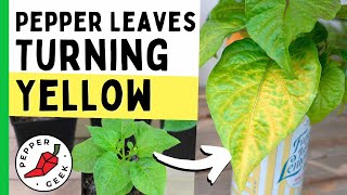 Pepper Plant Leaves Turning Yellow Common Causes amp Solutions  Pepper Geek [upl. by Ettennod]