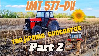 IMT 577DVTest tanjirace u suncokretu part 2tanjiranje suncokretaimt577dv farming foryou [upl. by Leksehcey]