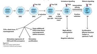 Chapter 8 T cell development [upl. by Alesandrini429]