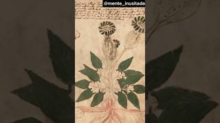 O MANUSCRITO DE VOYNICH O LIVRO QUE NINGUÃ‰M CONSEGUIU DECIFRAR fatosdesconhecidos curiosidades [upl. by Ladd]