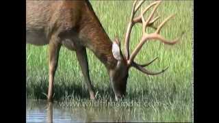 Barasingha with massive head of antlers drinking in Kanha swampland [upl. by Icken]