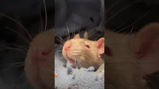 Pet rat sniffing  cute pets rat petrats [upl. by Anhoj131]