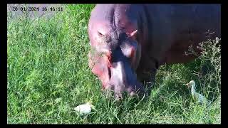 Hippo Cattle Egret and Red Billed Oxpecker [upl. by Viccora]