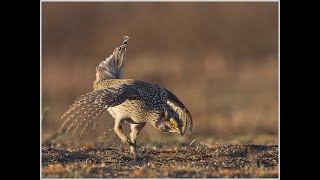 Sharp tailed Grouse [upl. by Syah474]