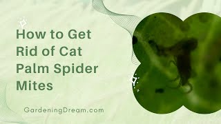 How to Get Rid of Cat Palm Spider Mites [upl. by Niatsirk]