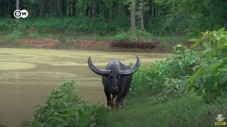 Conoce al majestuoso búfalo de agua salvaje [upl. by Krebs]