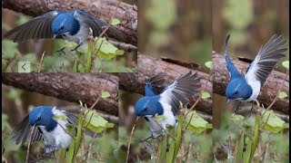 Ultramarine flycatcher 白眉蓝姬鹟 [upl. by Hareemas]