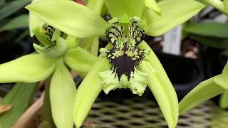 OrchidWeb  Coelogyne pandurata the black lipped orchid [upl. by Compton]