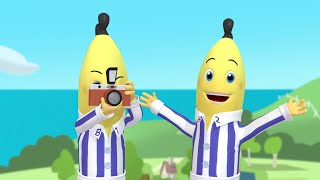 The Bananas Become Photographers  Bananas in Pyjamas Season 1  Full Episodes  Bananas In Pyjamas [upl. by Dub]