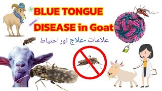 Blue tongue disease cause symptoms treatment and prevntion goatdisease animaldisease veterinarian [upl. by Mikol244]