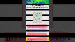 Tissues Part 15 Plant tissues  Class 9 Science  Meristematic tissues  shorts [upl. by Mariele]