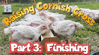 RAISING CORNISH CROSS CHICKENS [upl. by Lynad757]