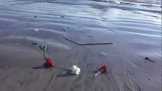 Flowers Washed Up On The Beach  Long Beach CA [upl. by Bari]