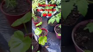 TOMATES 🍅 plantas tomate jardines flores garden jardinero suculentas jardineras plants [upl. by Gnilyarg315]