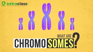 What are chromosomes  Biology  Extraclasscom [upl. by Chrissa]