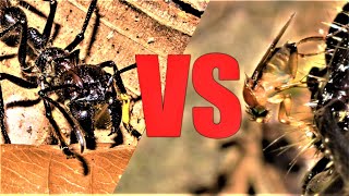 Bullet Ant vs Zombie Fly Gross Parasitic Insect Biology [upl. by Eihctir748]