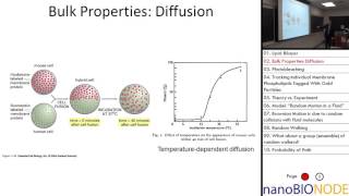 Biophysics 401 Lecture 20 Diffusion I [upl. by Hewitt910]