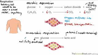 Aerobic and Anaerobic Respiration for AQA 91 GCSE Biology and Trilogy Combined Science [upl. by Emmer]