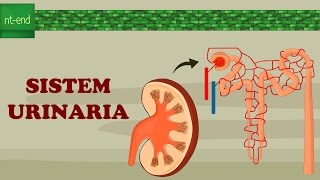 SISTEM URINARIA filtrasi absorbsi sekresi biology urinarysystem excretorysystem [upl. by Ardried]