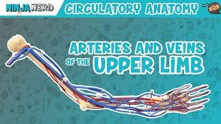 Circulatory System  Arteries amp Veins of the Upper Limb  Vascular Arm Model [upl. by Enneles]