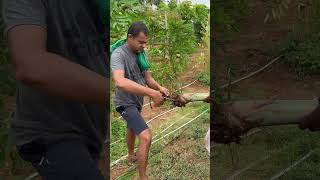 Sandalwood farming  Banana tree as temporary host  சந்தன விவசாயம்  வாழை மரம் தற்காலிக புரவலன் [upl. by Kcirdehs]